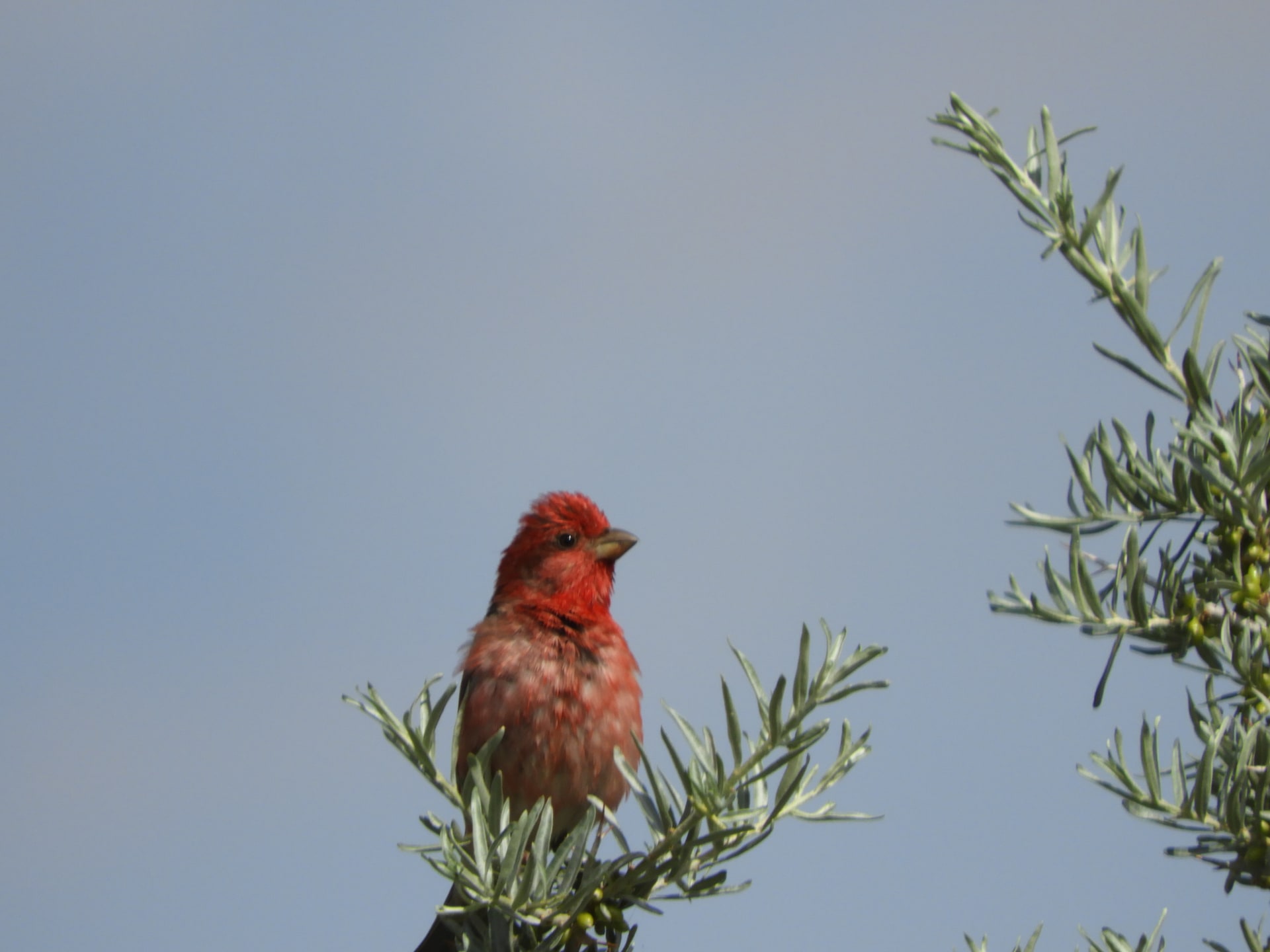 Common Rosefinch